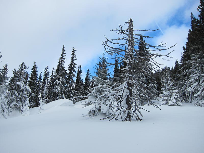 Winterwald